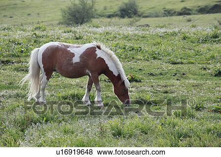 Horse grazing View Large Photo Image Stock Photo - Horse grazing. Fotosearch