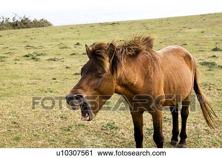 Horse yawning View Large Photo Image Stock Image - Horse yawning. Fotosearch