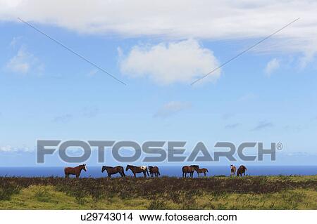 Horses grazing View Large Photo Image Picture - Horses grazing. Fotosearch