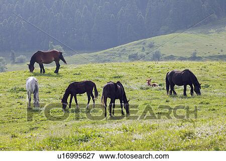 Horses grazing View Large Photo Image Stock Photo - Horses grazing. Fotosearch