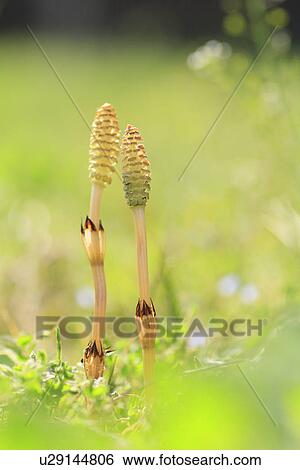 Stock Photograph - Horsetails, close up, differential focus. Fotosearch