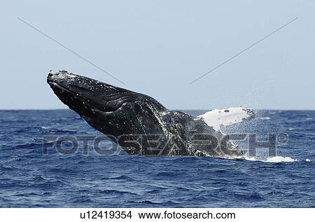 Picture - Humpback whale. Fotosearch