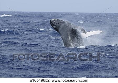 Humpback whale View Large Photo Image Stock Image - Humpback whale. Fotosearch