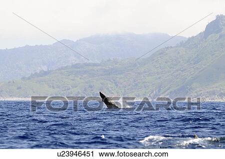 Stock Image - Humpback whale. Fotosearch