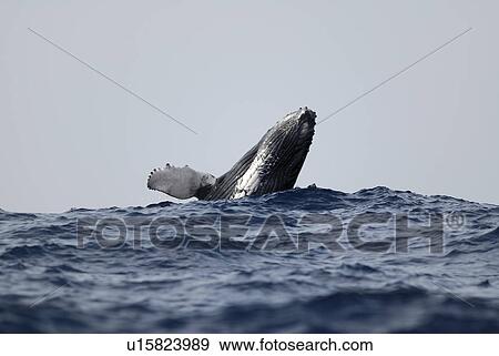 Stock Photo - Humpback whale. Fotosearch