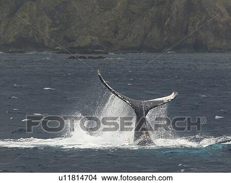 Picture - Humpback whale, tail over water surface. Fotosearch