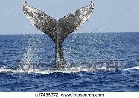 Stock Image - Humpback whale, tail over water surface. Fotosearch