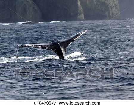 Stock Photo - Humpback whale, tail over water surface. Fotosearch