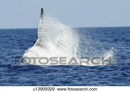 Stock Photo - Humpback whale, tail over water surface. Fotosearch
