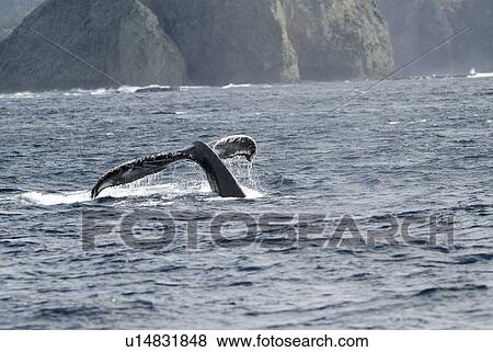Stock Photo - Humpback whale, tail over water surface. Fotosearch