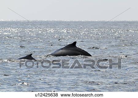 Stock Photo - Humpback whales. Fotosearch
