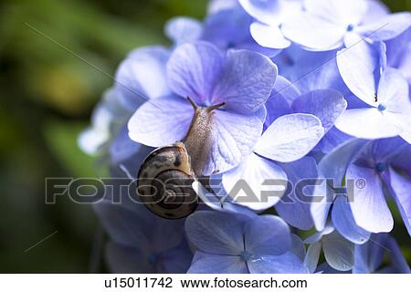 Stock Image - Hydrangea and snail. Fotosearch