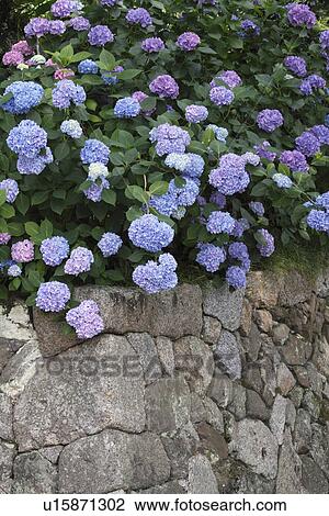 Stock Image - Hydrangea and stone wall. Fotosearch