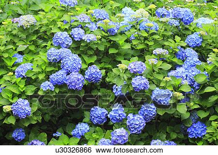 Hydrangea flowers View Large Photo Image Stock Photograph - Hydrangea flowers. Fotosearch