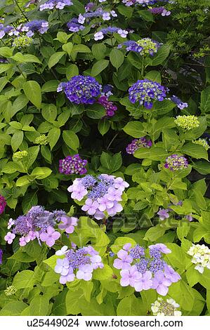 Picture - Hydrangea. Fotosearch