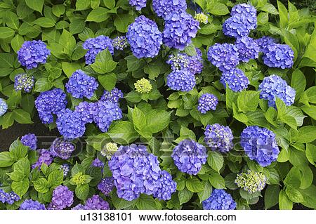 Stock Image - Hydrangea. Fotosearch