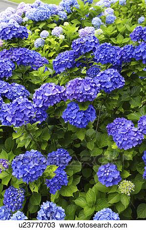 Stock Image - Hydrangea. Fotosearch