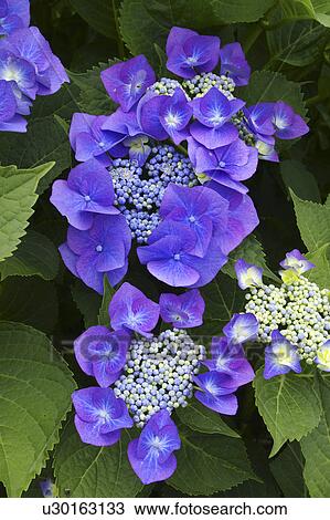 Hydrangea View Large Photo Image Stock Image - Hydrangea. Fotosearch