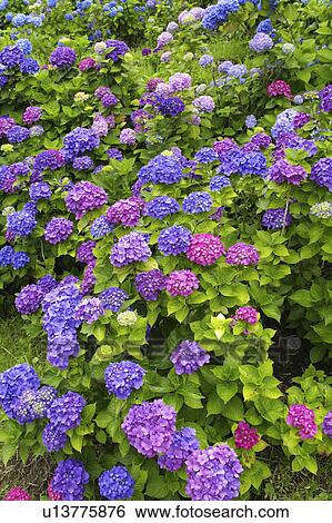 Hydrangea View Large Photo Image Stock Photograph - Hydrangea. Fotosearch