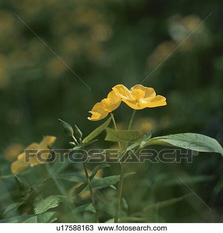Hylomecon japonica View Large Photo Image Stock Image - Hylomecon japonica. Fotosearch