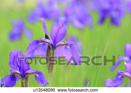 Stock Image - Iris, close up, differential focus. Fotosearch