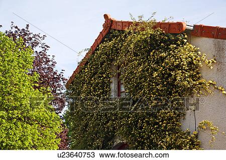 Stock Image - Ivy on wall in France. Fotosearch