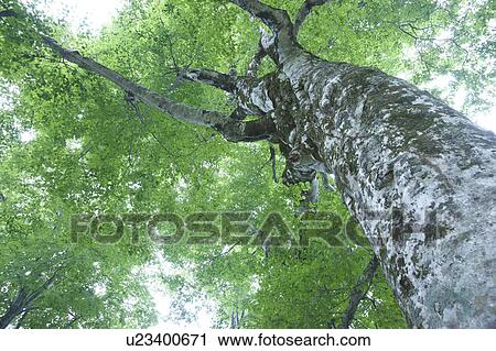 Stock Image - Japanese beech tree, low angle view. Fotosearch