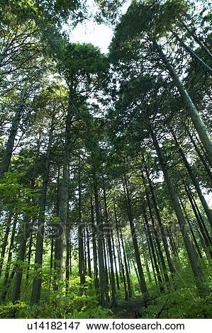 Stock Photo - Japanese Cedar Forest. Fotosearch