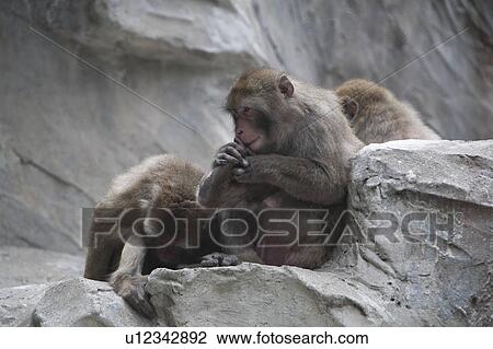Stock Image - Japanese macaque. Fotosearch