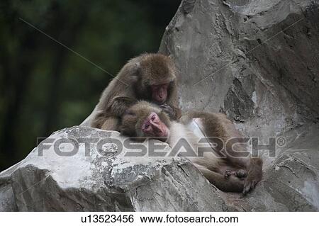 Japanese macaque View Large Photo Image Stock Photograph - Japanese macaque. Fotosearch