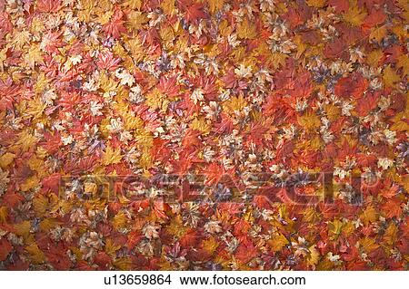 Picture - Japanese maple leaves. Fotosearch