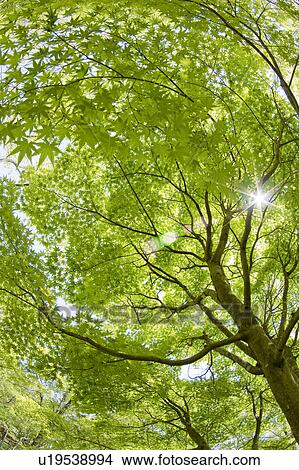 Picture - Japanese maple leaves. Fotosearch