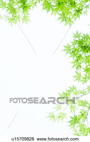 Stock Photo - Japanese maple leaves. Fotosearch