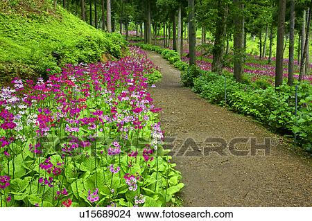 Japanese Primrose (Primula japonica) View Large Photo Image Picture - Japanese Primrose (Primula japonica). Fotosearch