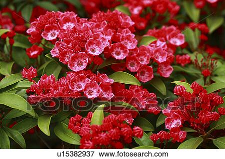Kalmia flowers, close up View Large Photo Image Stock Photo - Kalmia flowers, close up. Fotosearch