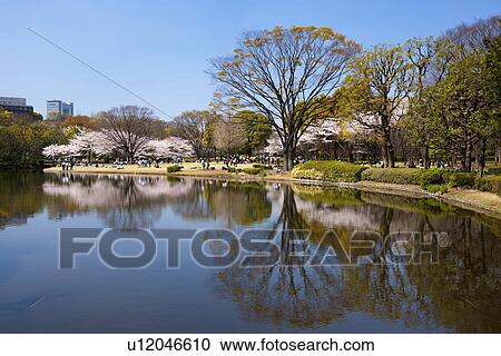 Kitanomaru Park in spring View Large Photo Image Stock Image - Kitanomaru Park in spring. Fotosearch