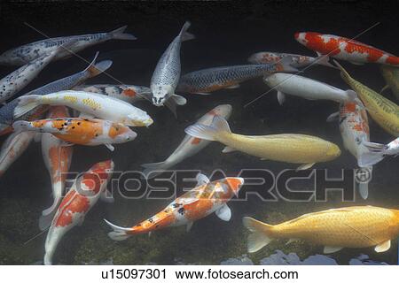Koi Carp View Large Photo Image Stock Image - Koi Carp. Fotosearch