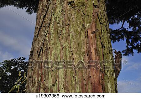 Stock Photograph - Large Brown Cicada on tree trunk. Fotosearch