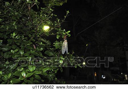 Stock Image - Large Brown Cicada undergoing metamorphosis. Fotosearch