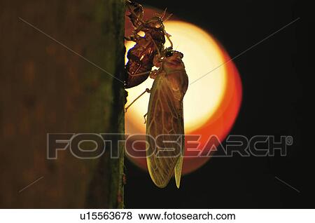 Stock Photo - Large Brown Cicada undergoing metamorphosis. Fotosearch