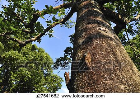 Large Brown Cicadas on tree trunk View Large Photo Image Stock Image - Large Brown Cicadas on tree trunk. Fotosearch