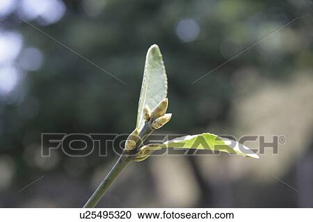 Stock Image - Leaves and buds. Fotosearch