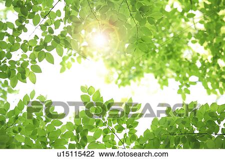 Leaves and sunlight View Large Photo Image Stock Image - Leaves and sunlight. Fotosearch