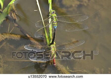 Lesser Emperor (Anax parthenopea) mating View Large Photo Image Stock Image - Lesser Emperor (Anax parthenopea) mating. Fotosearch
