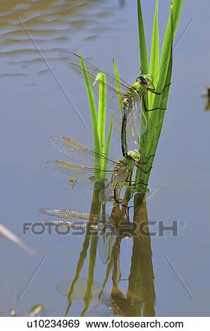 Stock Photo - Lesser Emperor (Anax parthenopea) mating. Fotosearch
