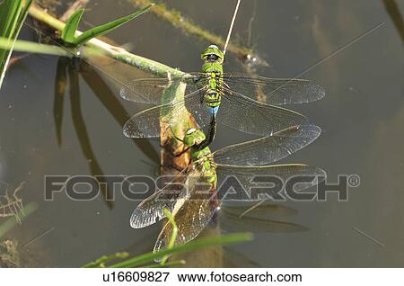 Lesser Emperor (Anax parthenopea) mating View Large Photo Image Stock Photo - Lesser Emperor (Anax parthenopea) mating. Fotosearch