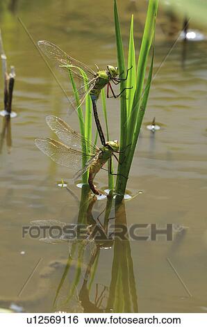 Stock Photograph - Lesser Emperor (Anax parthenopea) mating. Fotosearch