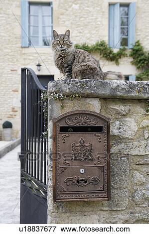 Letter Box and Cat on the Wall, Lot et Garonne, France View Large Photo Image Stock Photo - Letter Box and Cat on the Wall, Lot et Garonne, France. Fotosearch