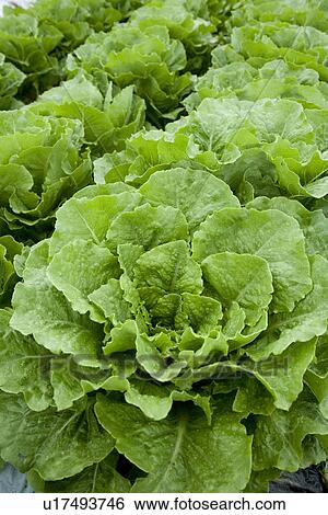 Stock Photograph - Lettuces, close up, full frame. Fotosearch