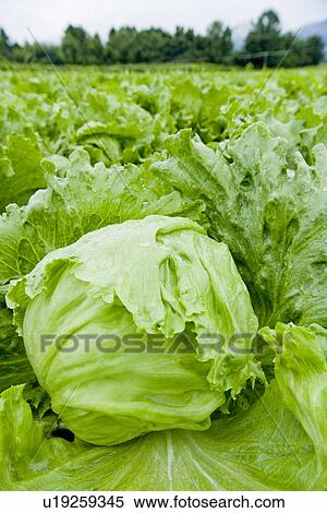 Stock Photography - Lettuces in field, close up. Fotosearch